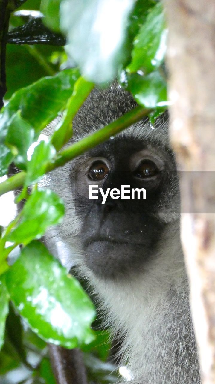 Close-up portrait of monkey against tree