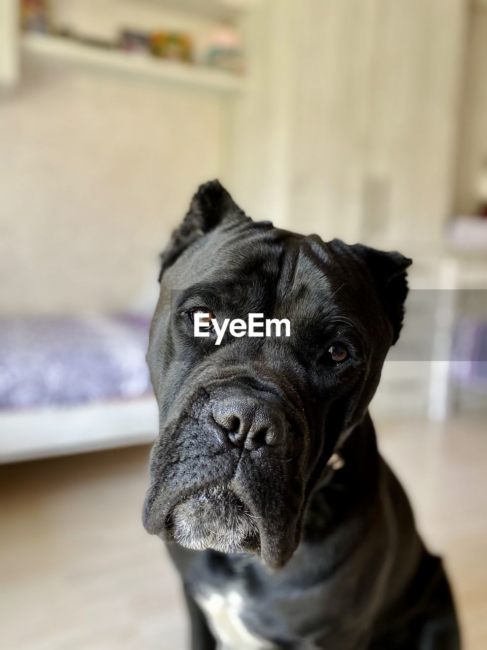 Close-up portrait of dog at home