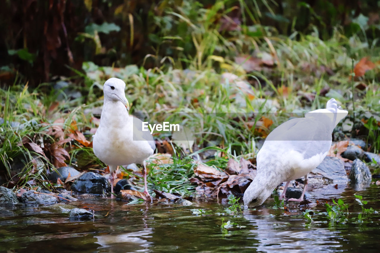 Seagulls by the river