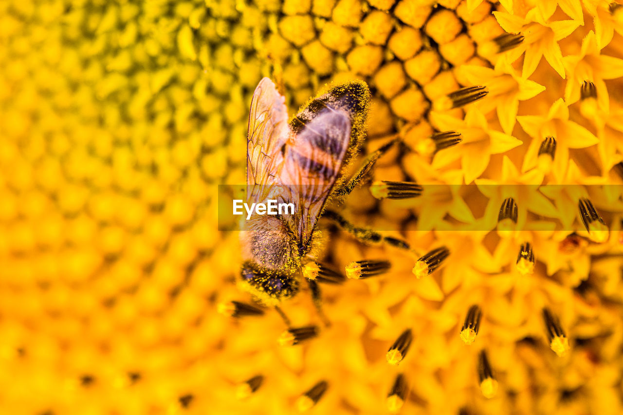 Close-up of a bee pollinating on yellow flower