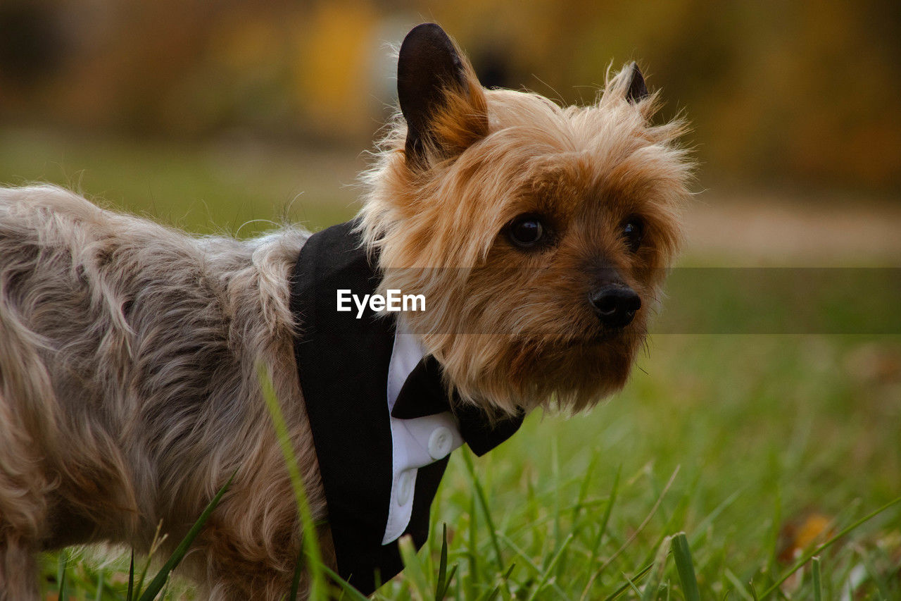 close-up of dog on field