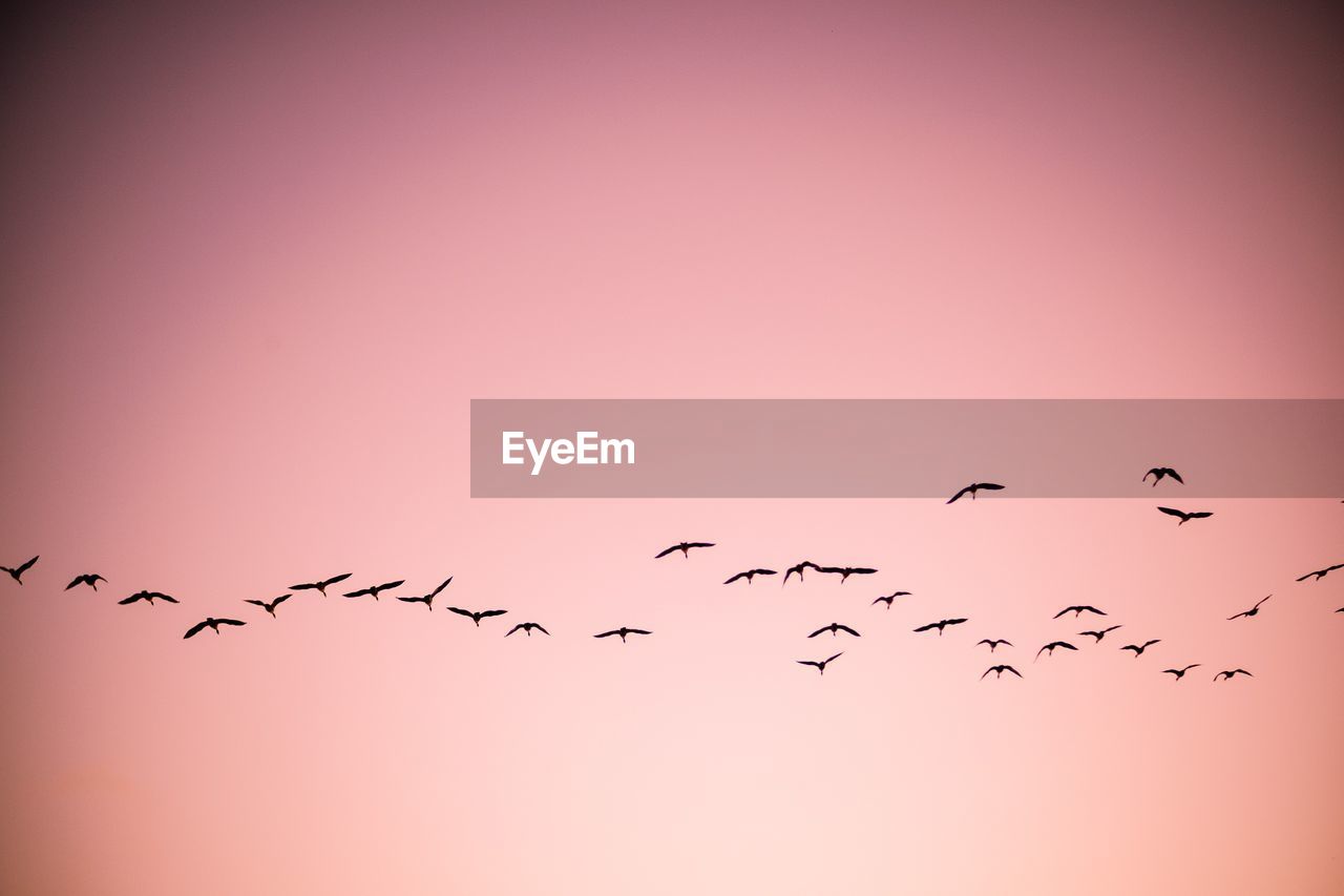 BIRDS FLYING IN SKY