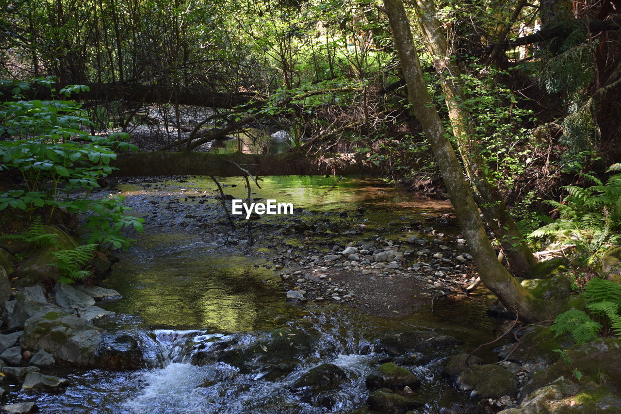 Stream flowing through forest