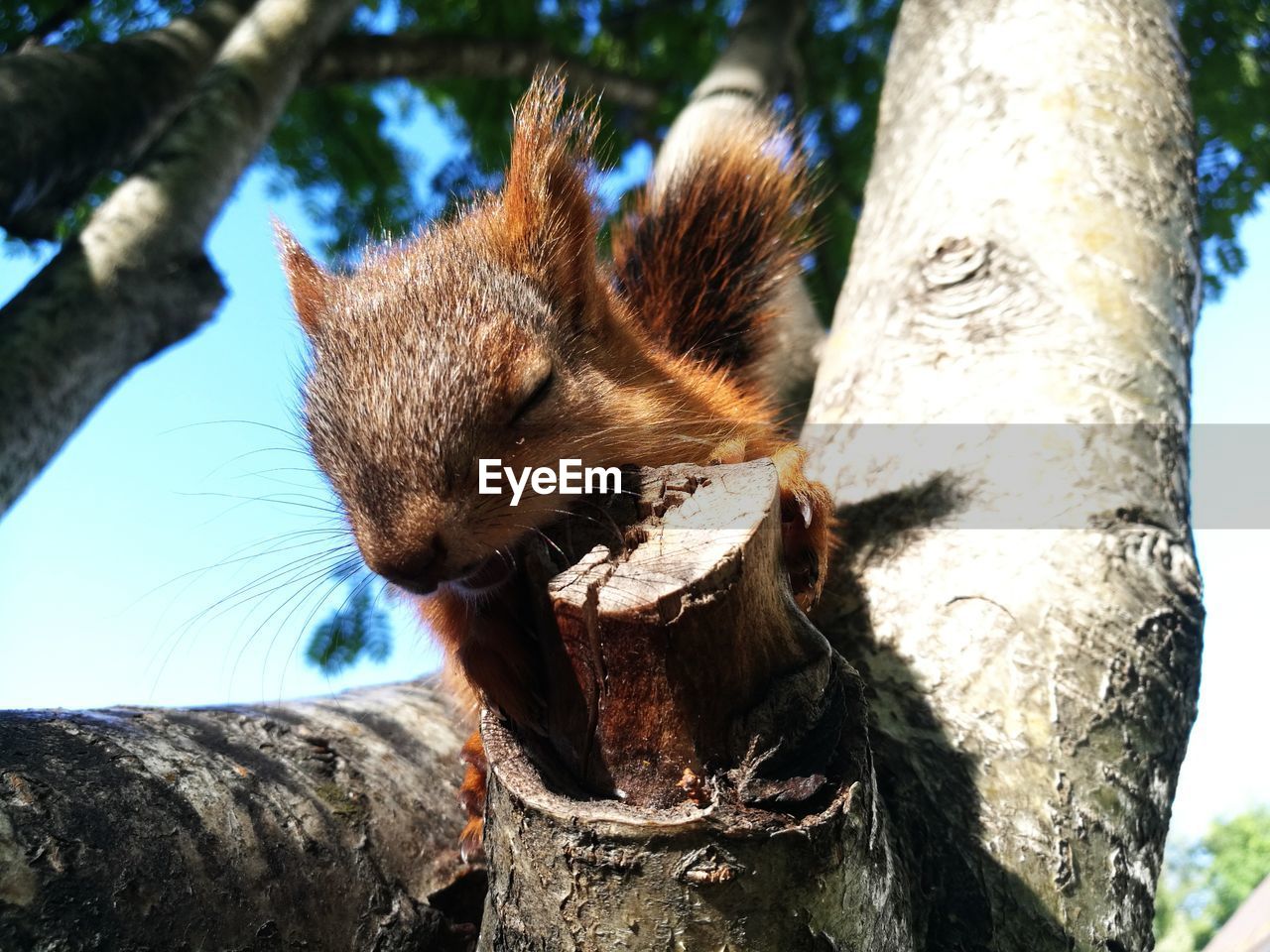 CLOSE-UP OF SQUIRREL