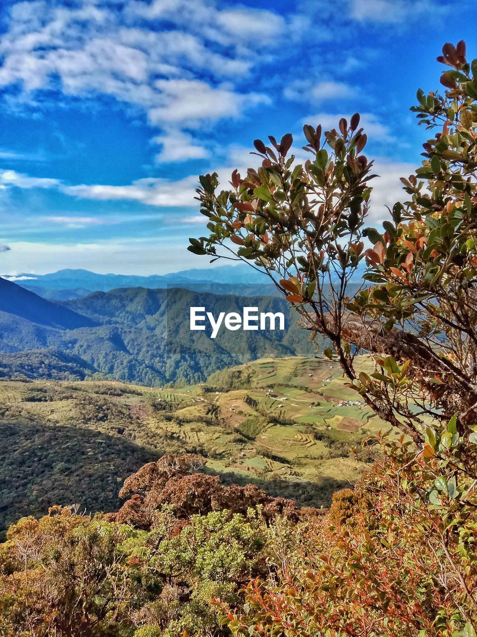 Scenic view of tree mountains against sky