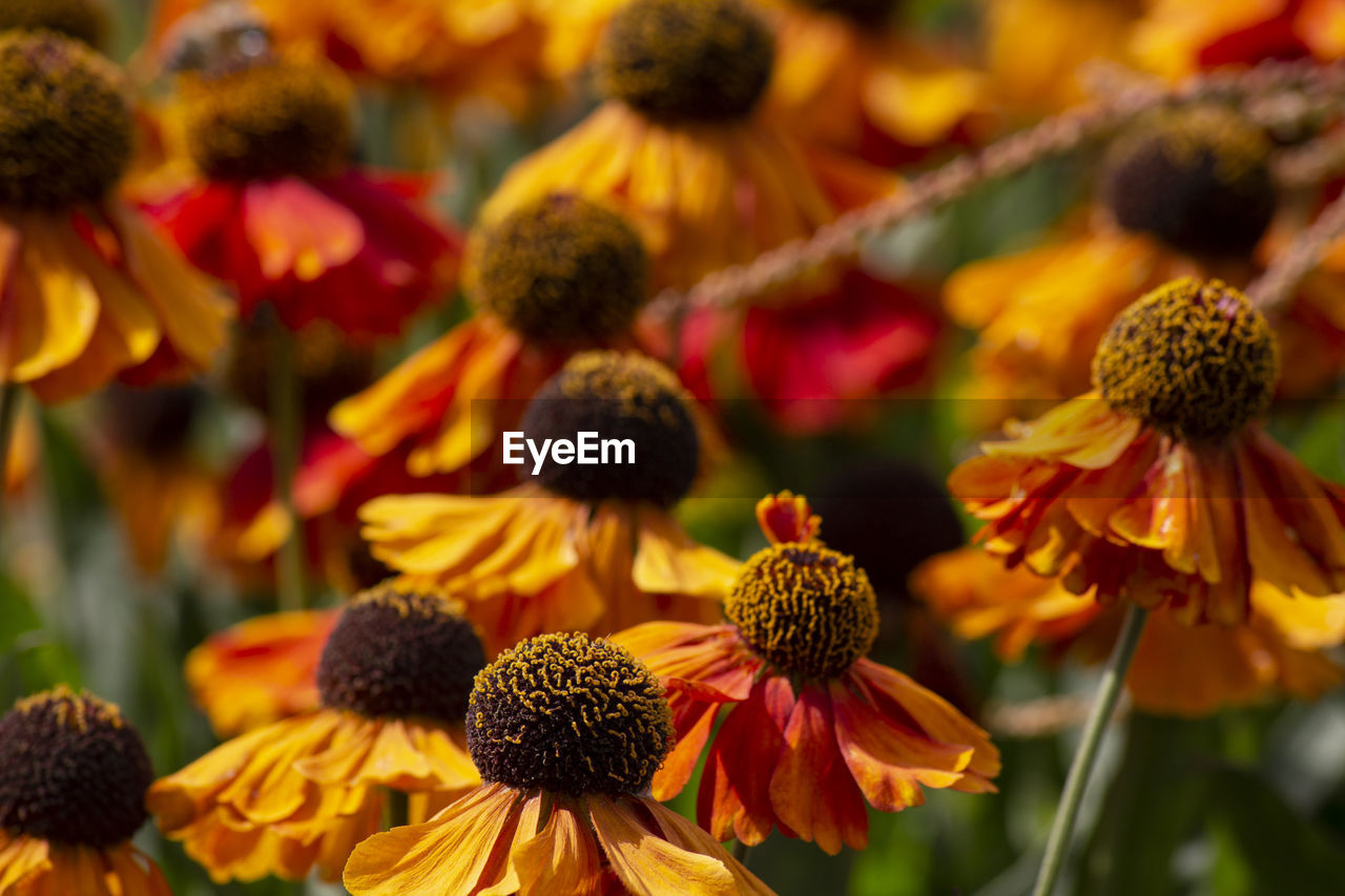 CLOSE-UP OF BLACK-EYED AND PLANTS