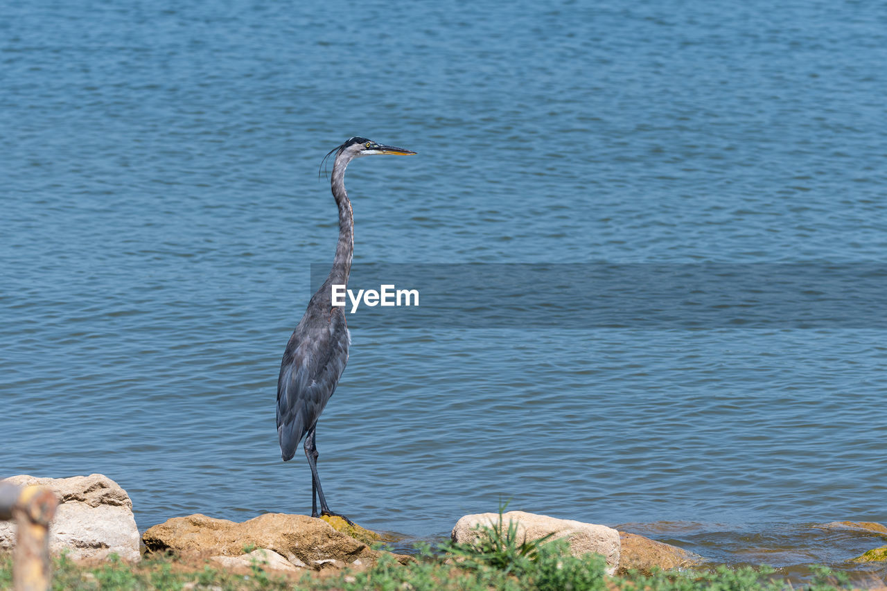 HIGH ANGLE VIEW OF GRAY HERON PERCHING ON ROCK IN WATER