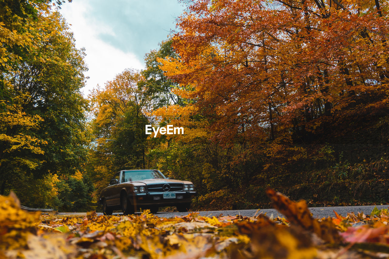 TREES BY AUTUMN LEAVES ON ROAD