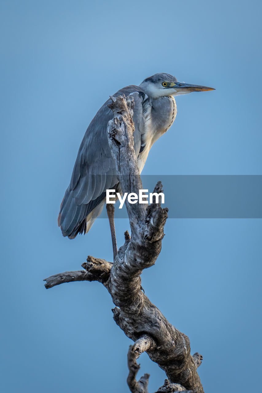 low angle view of bird perching on tree against clear sky