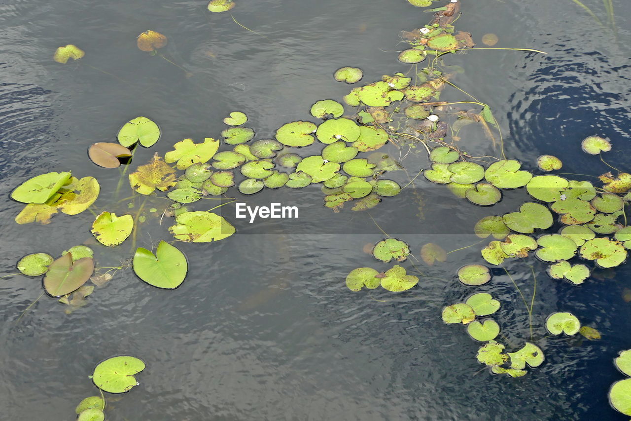 HIGH ANGLE VIEW OF WATER LILY IN POND