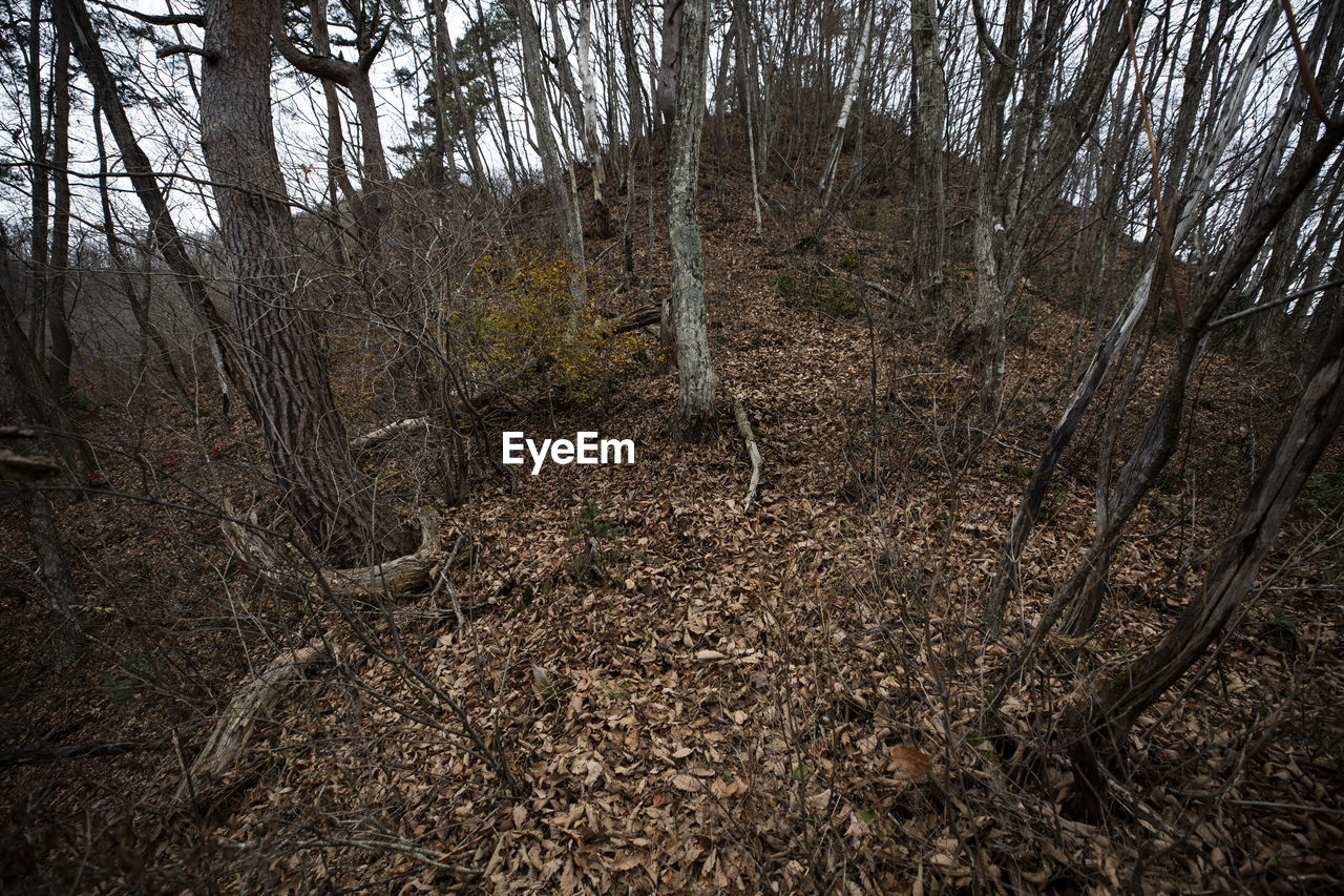 SCENIC VIEW OF FOREST