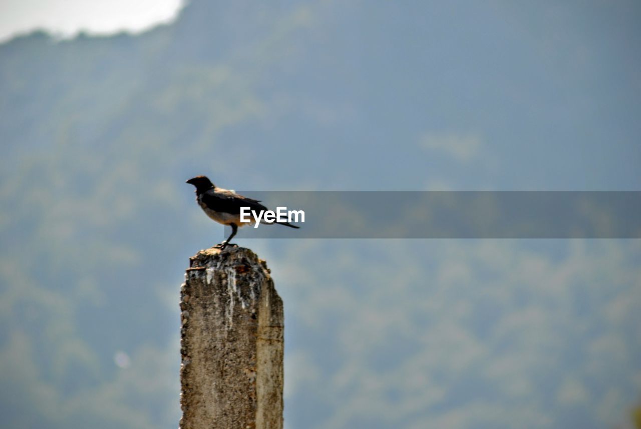 SEAGULL PERCHING ON WOODEN POST