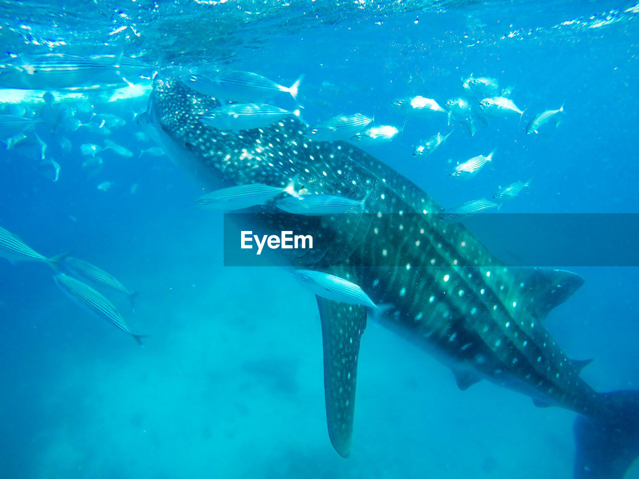 Close-up of fish swimming in sea