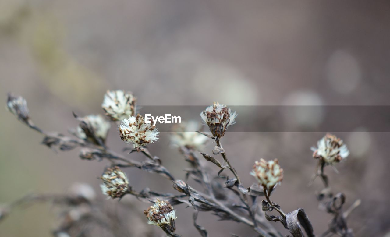 Close-up of cherry blossom