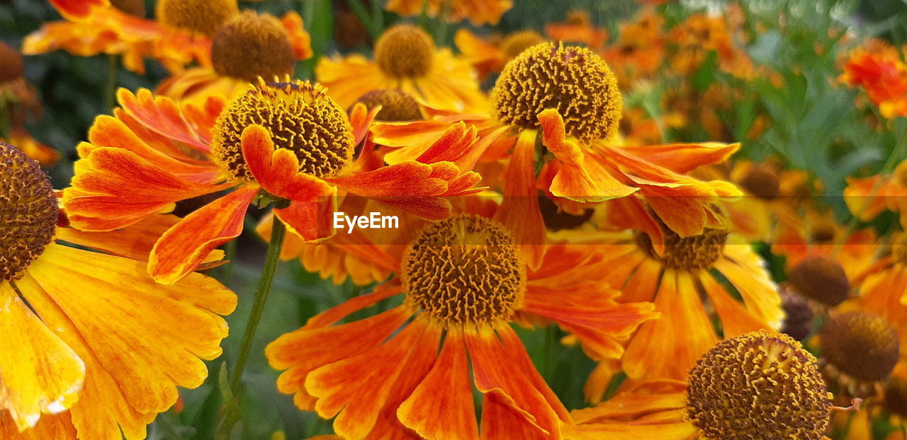 CLOSE-UP OF YELLOW FLOWERING PLANT DURING ORANGE