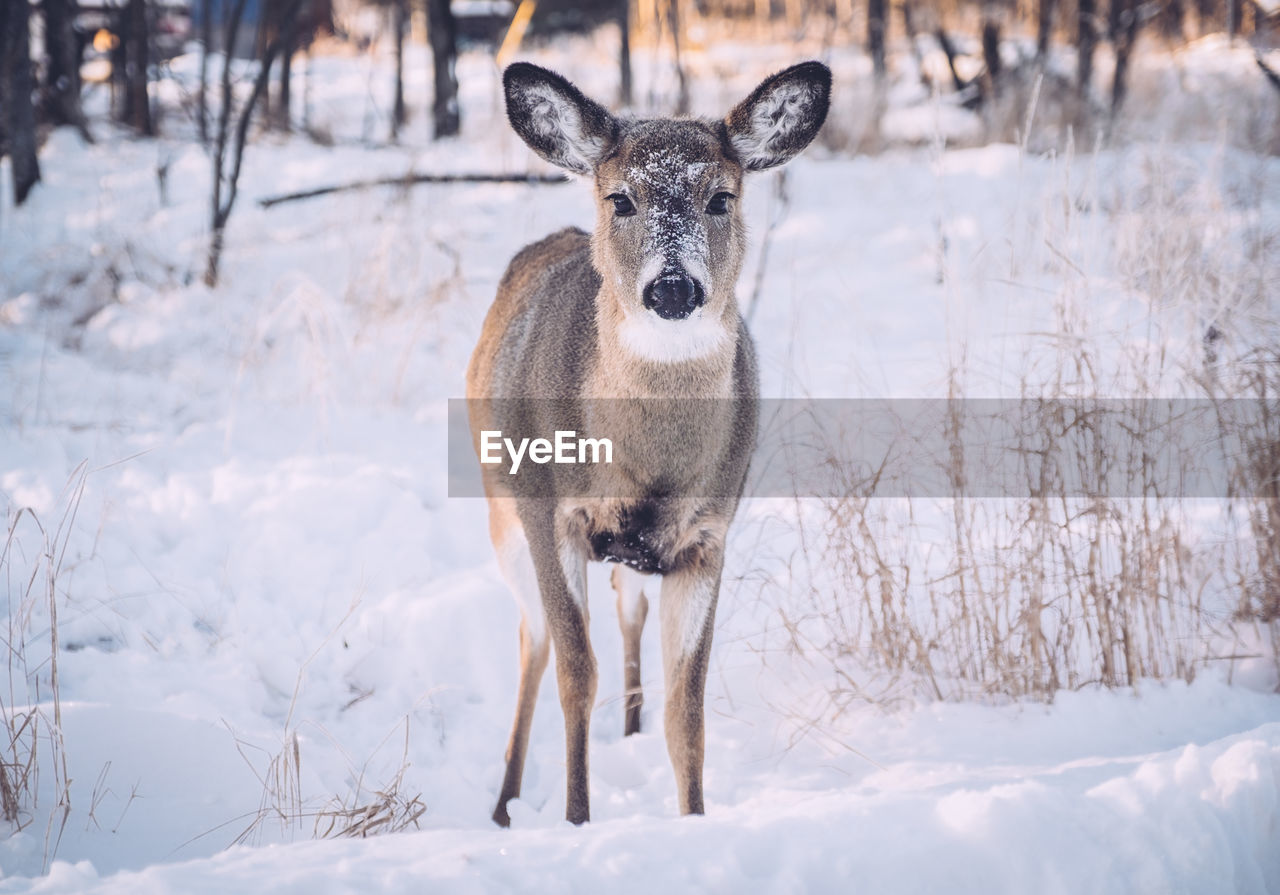 Portrait of deer on snow covered field