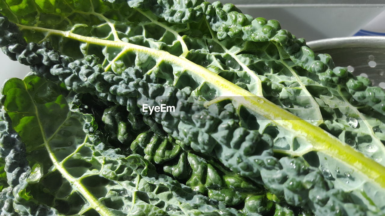 CLOSE-UP OF VEGETABLE