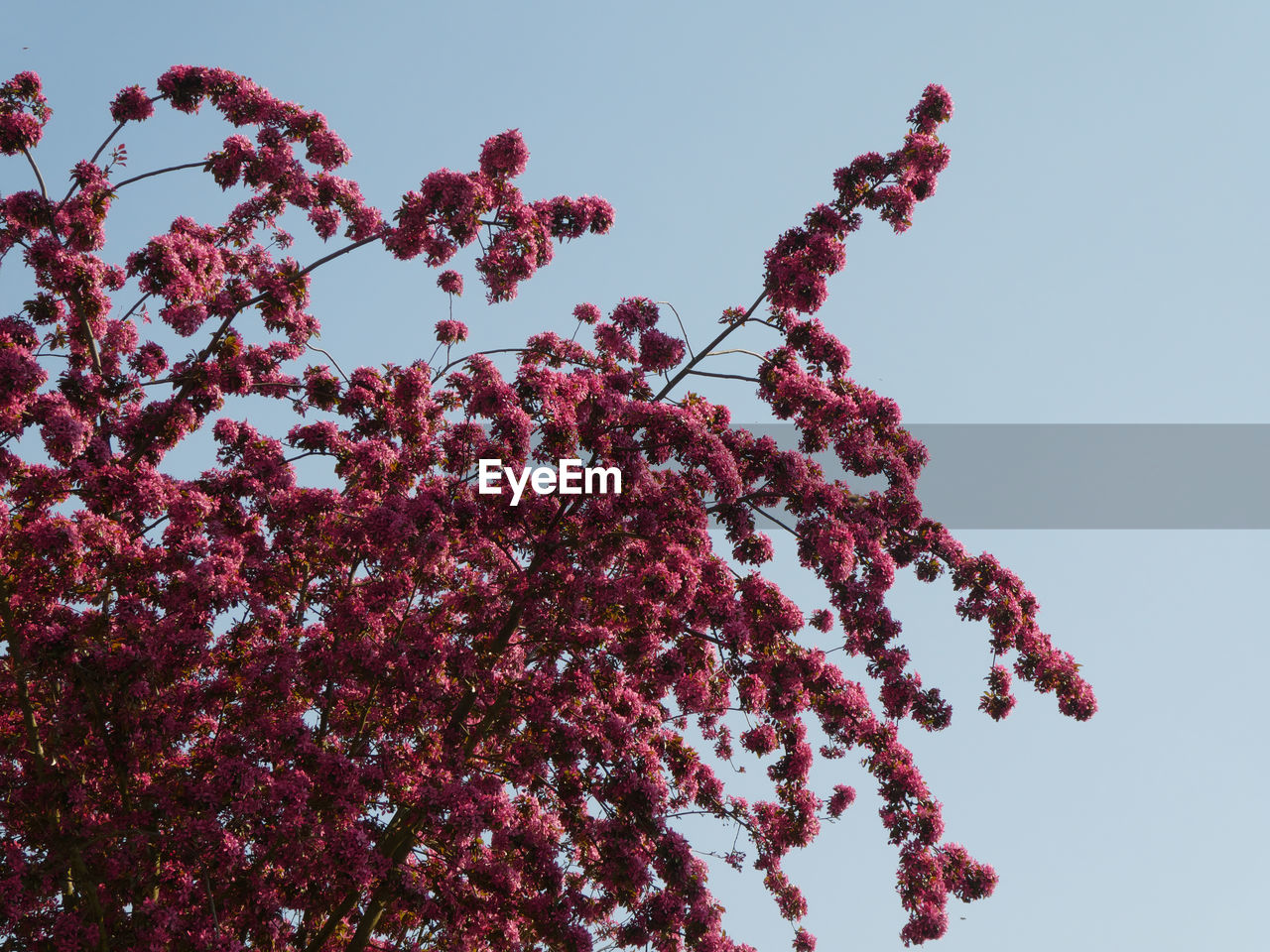 Blossoming of a tree against blue sky