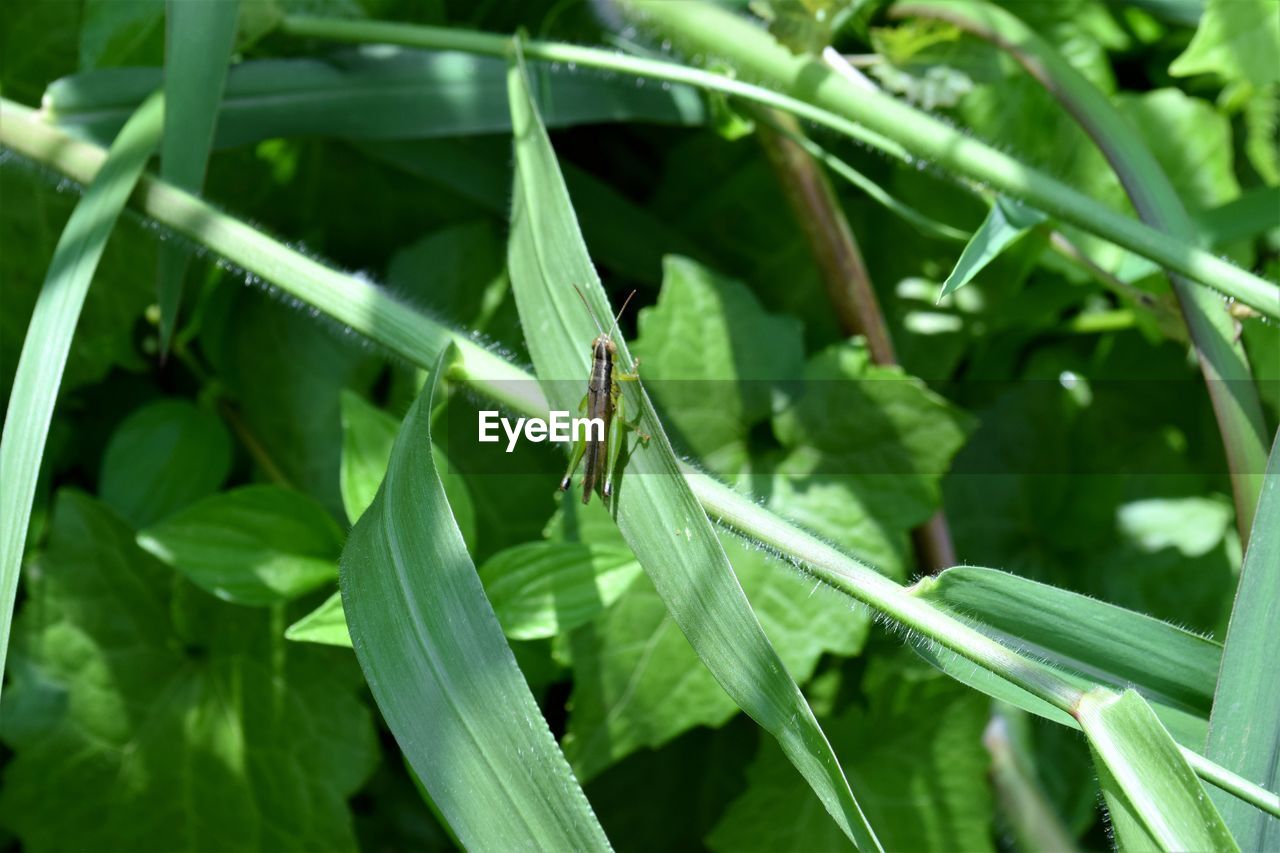 CLOSE-UP OF INSECT ON PLANT LEAF