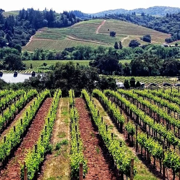 SCENIC VIEW OF VINEYARD