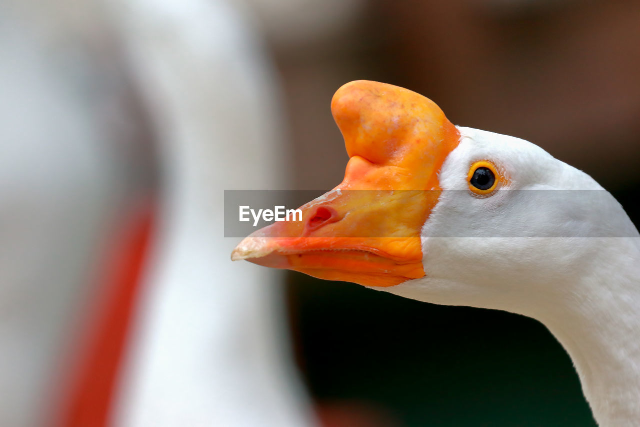 Close-up of chinese goose