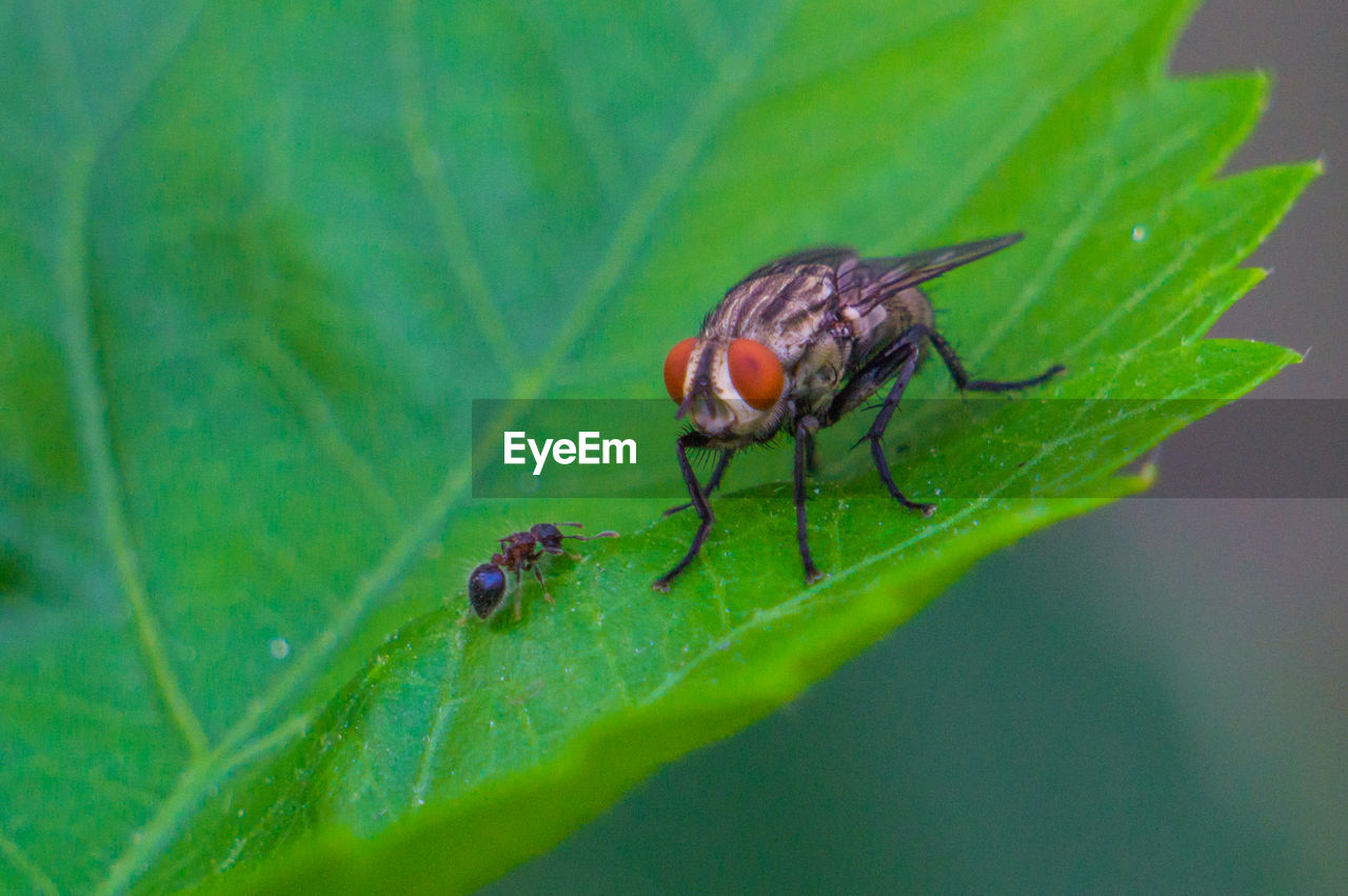 Close-up of housefly and ant on plant