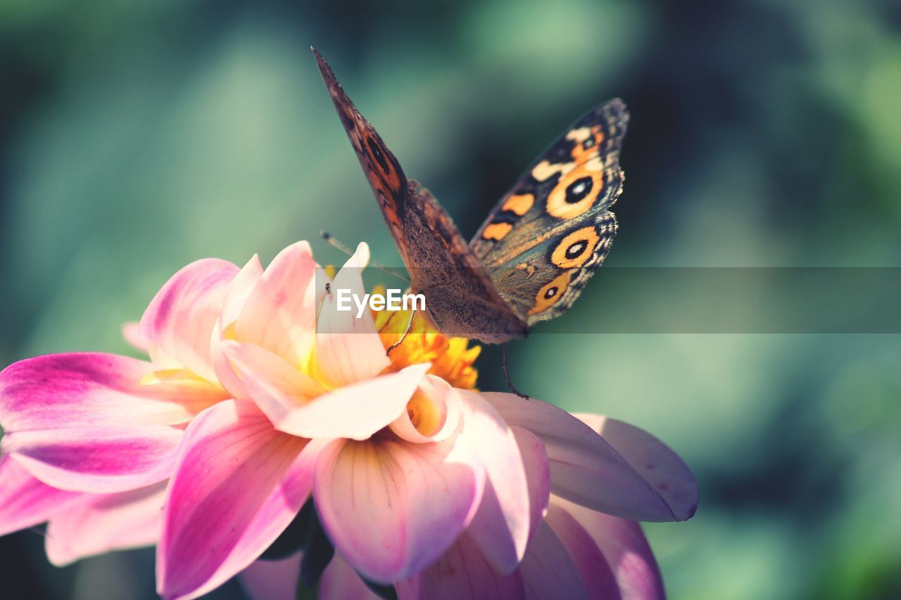 CLOSE-UP OF BUTTERFLY POLLINATING ON FLOWER