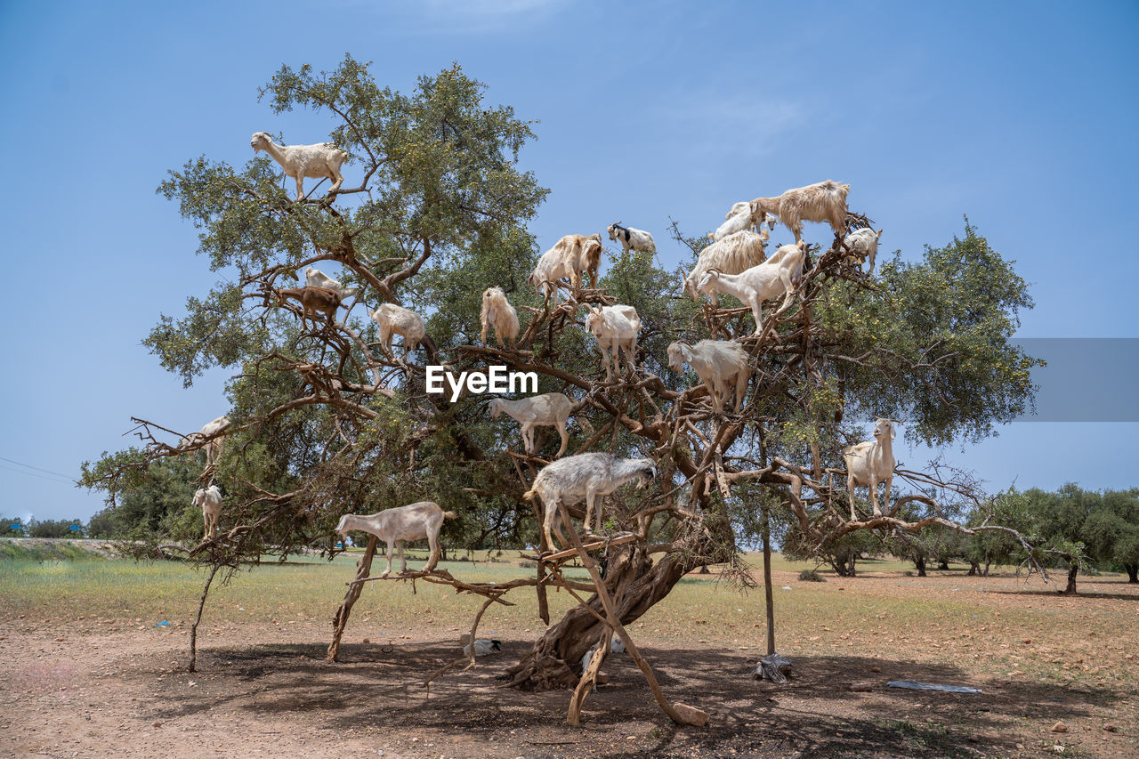Argan trees and the goats in morocco.