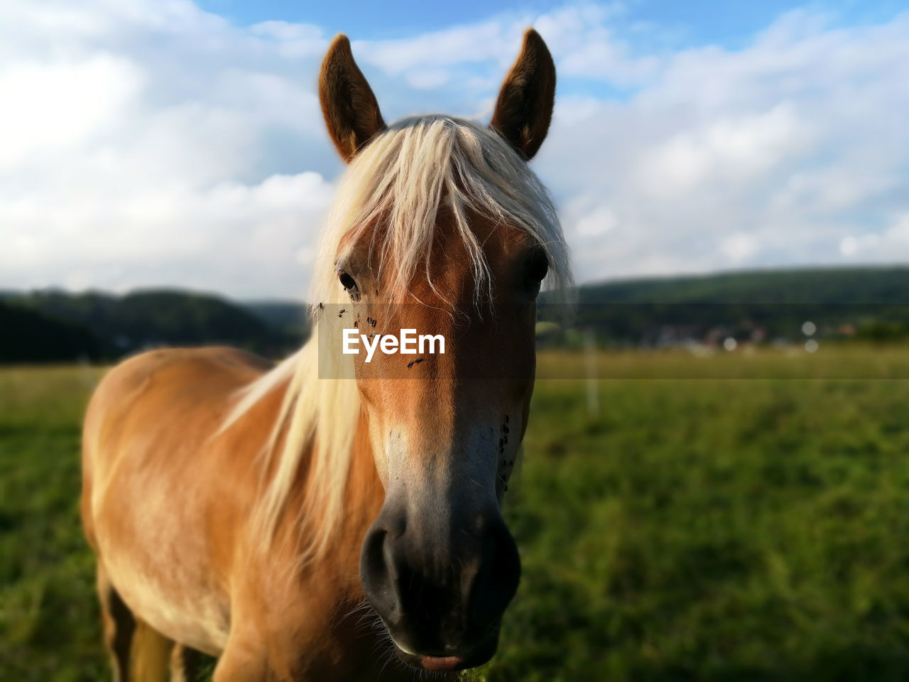 CLOSE-UP PORTRAIT OF HORSE STANDING ON FIELD