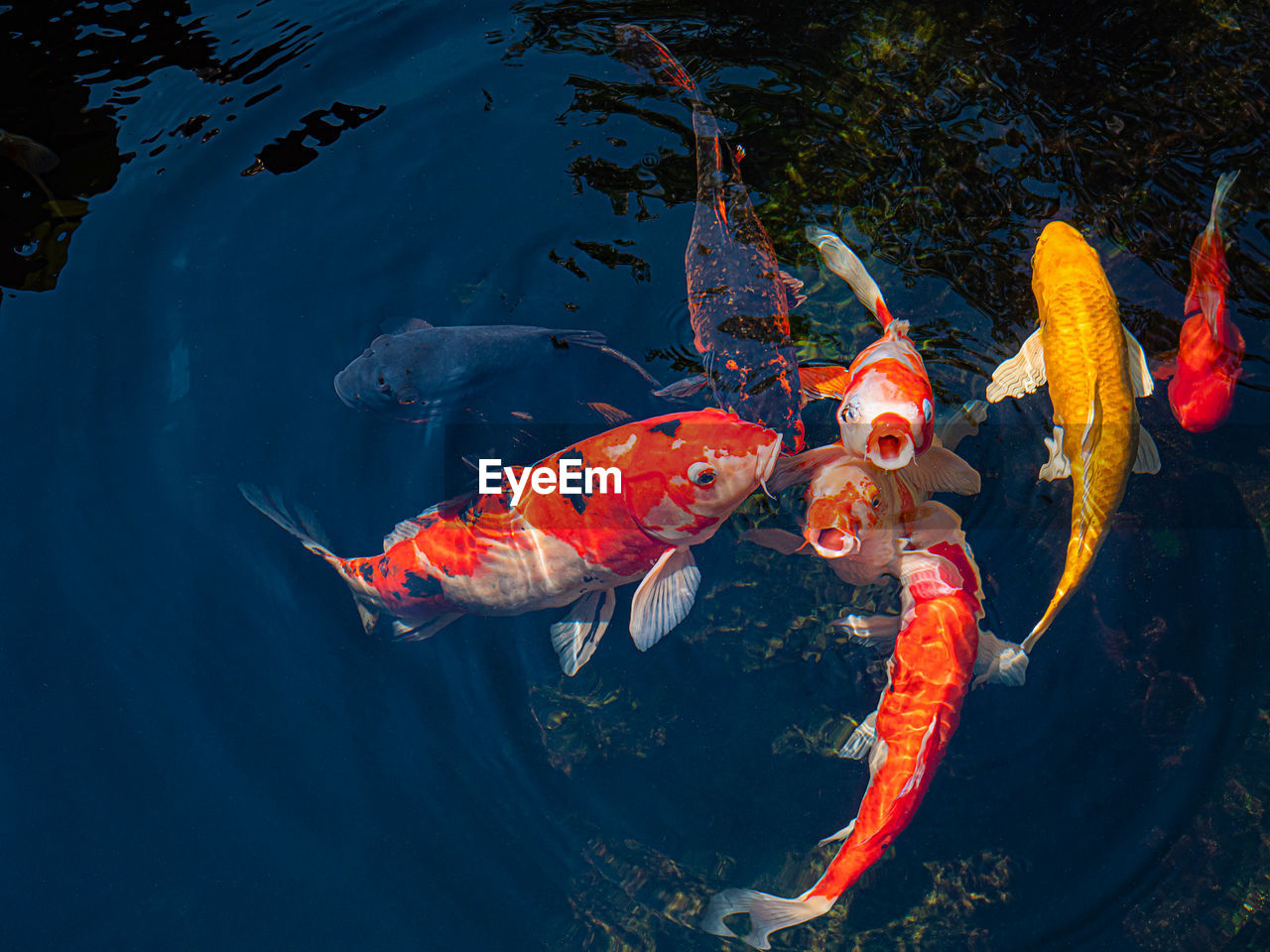 HIGH ANGLE VIEW OF FISH SWIMMING IN SEA