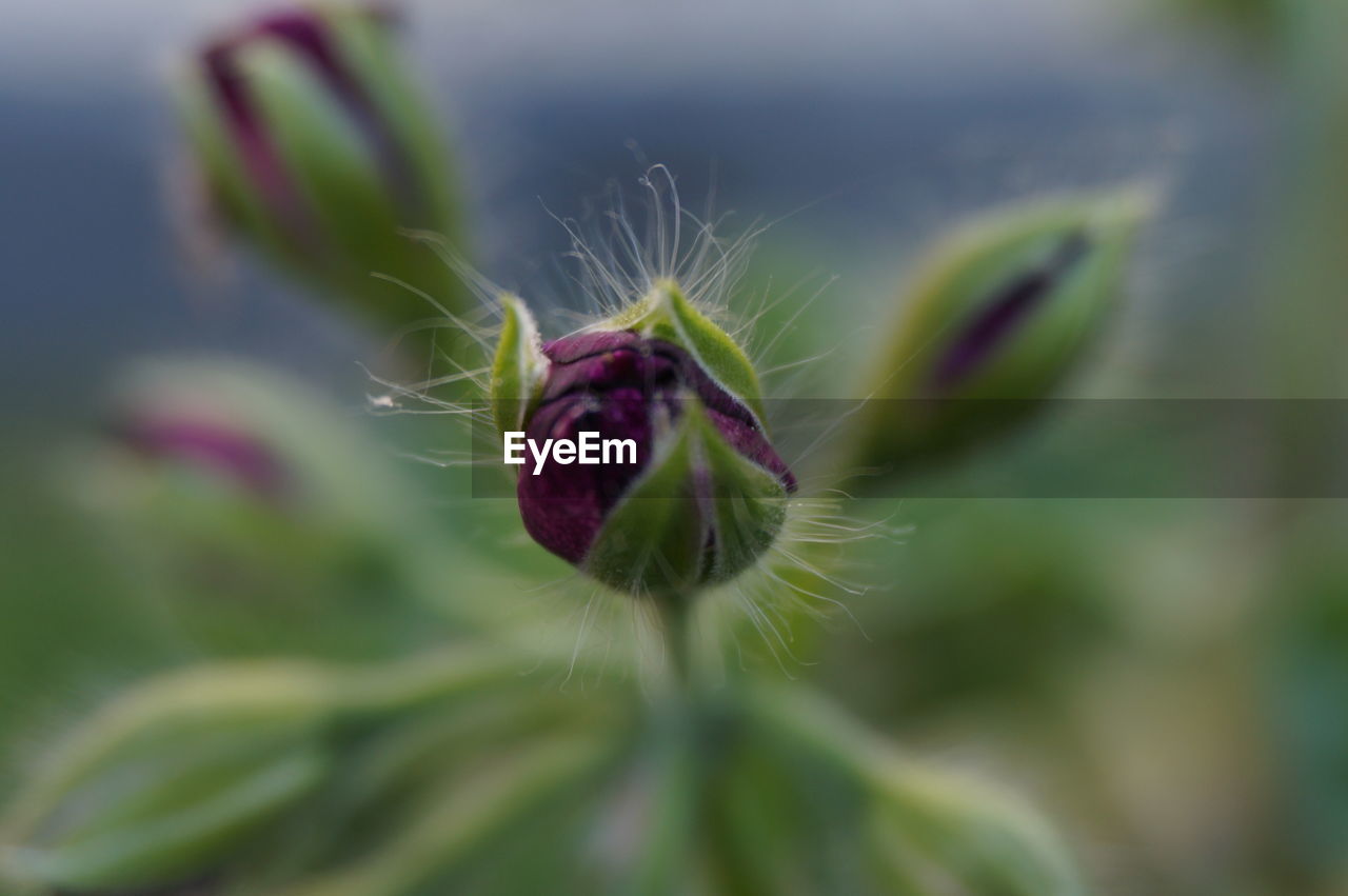 CLOSE-UP OF FLOWER ON PLANT