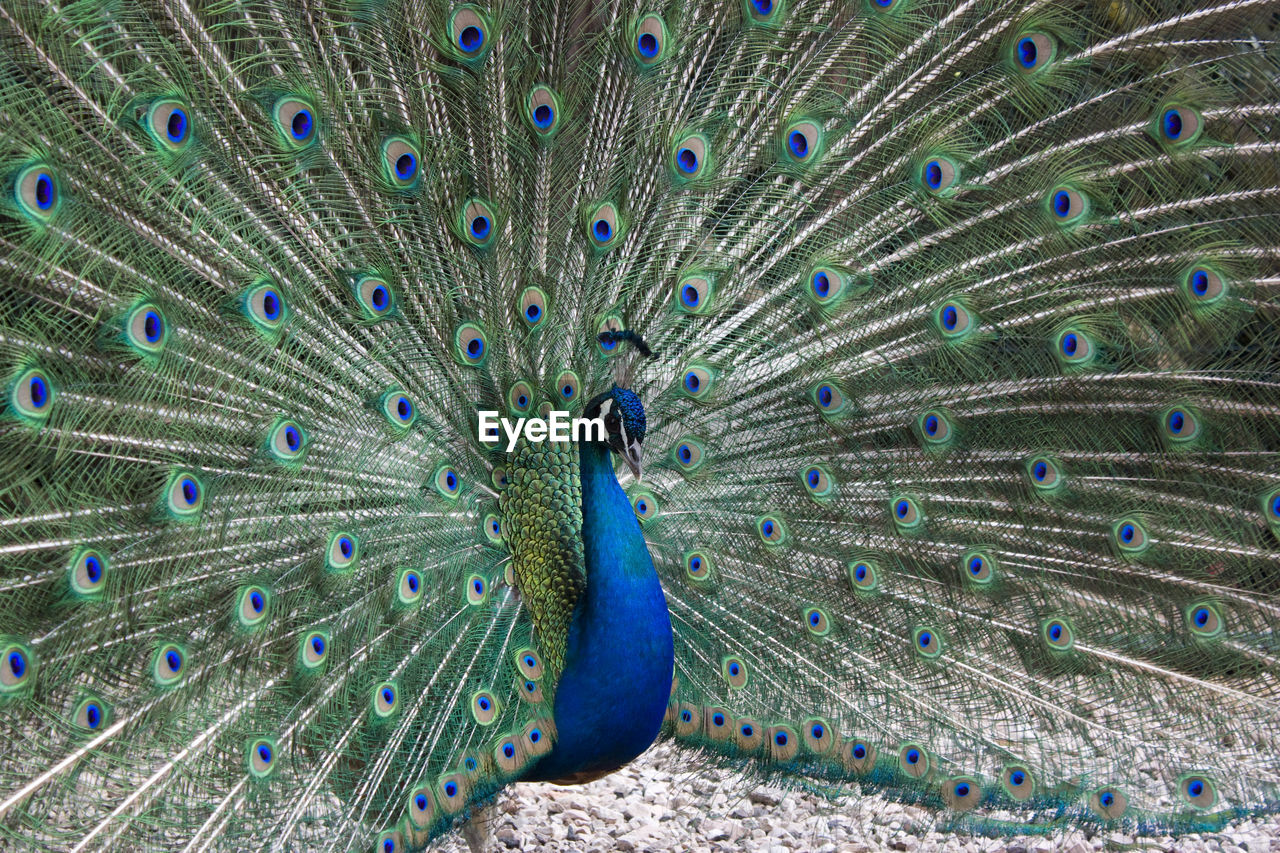 Peacock spreading feathers