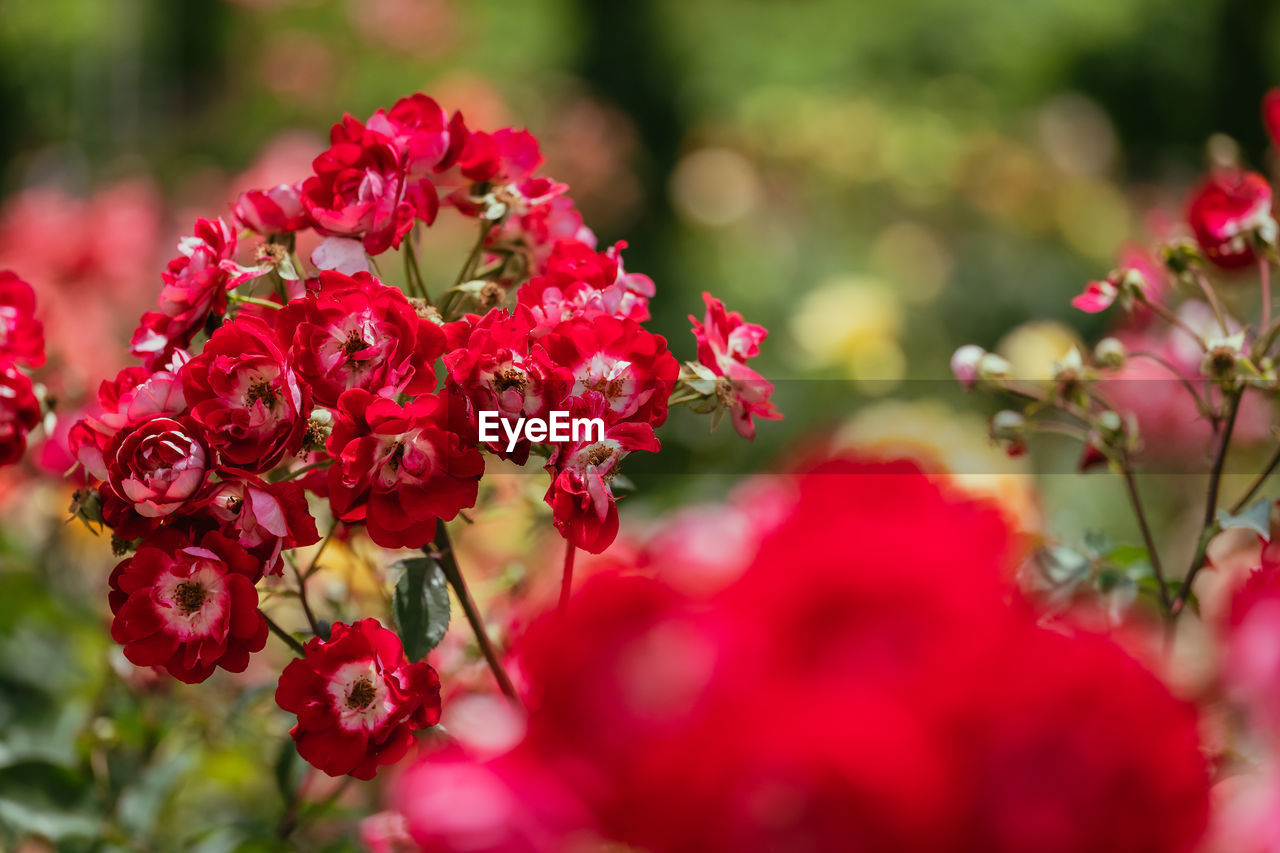 plant, flower, flowering plant, red, beauty in nature, nature, freshness, blossom, close-up, macro photography, selective focus, petal, no people, rose, outdoors, shrub, growth, pink, plant part, summer, flower head, leaf, multi colored, day, garden roses, tree, fragility, inflorescence, food and drink, sunlight, magenta, focus on foreground, springtime