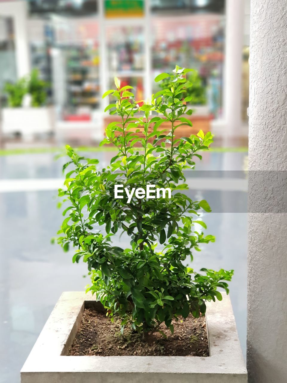 POTTED PLANT AGAINST WALL