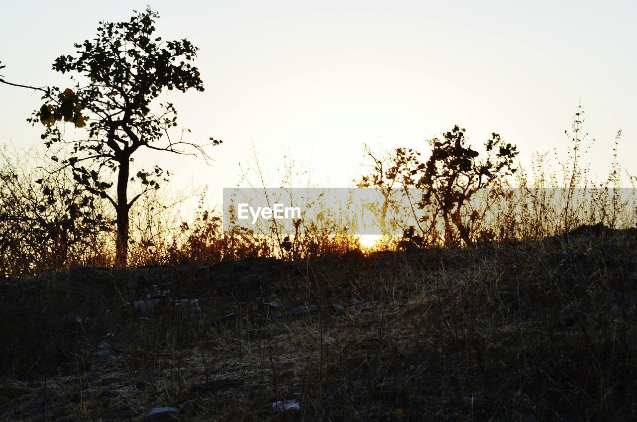 SILHOUETTE OF TREES AGAINST SUNSET