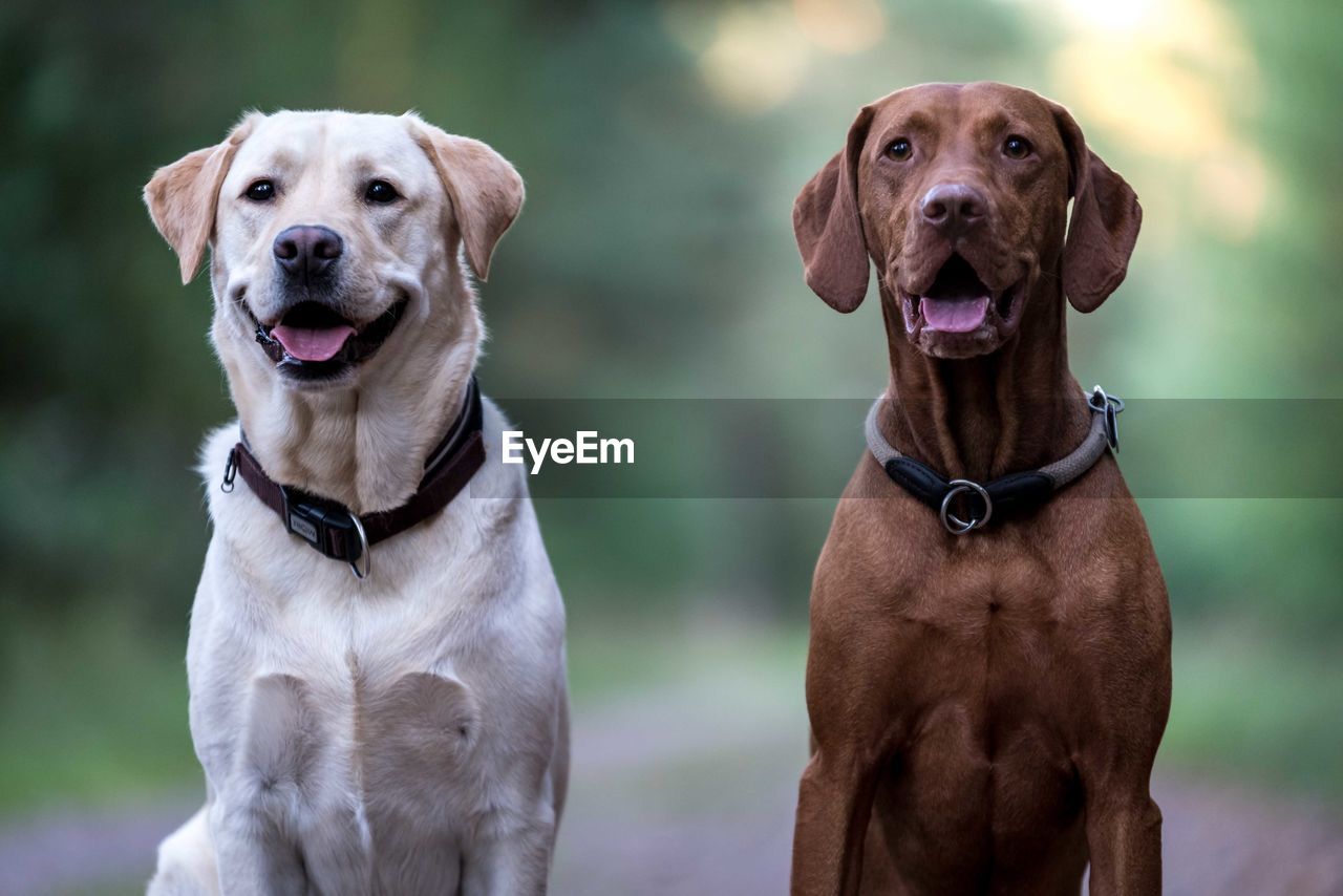 Yellow labrador vizsla sticking out tongue on footpath