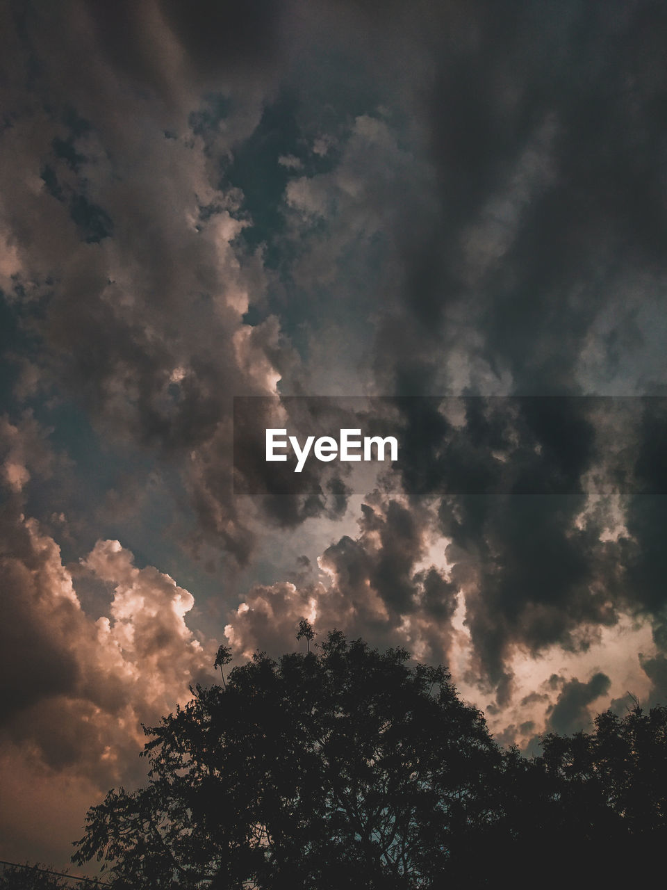 LOW ANGLE VIEW OF TREES AGAINST SKY DURING SUNSET