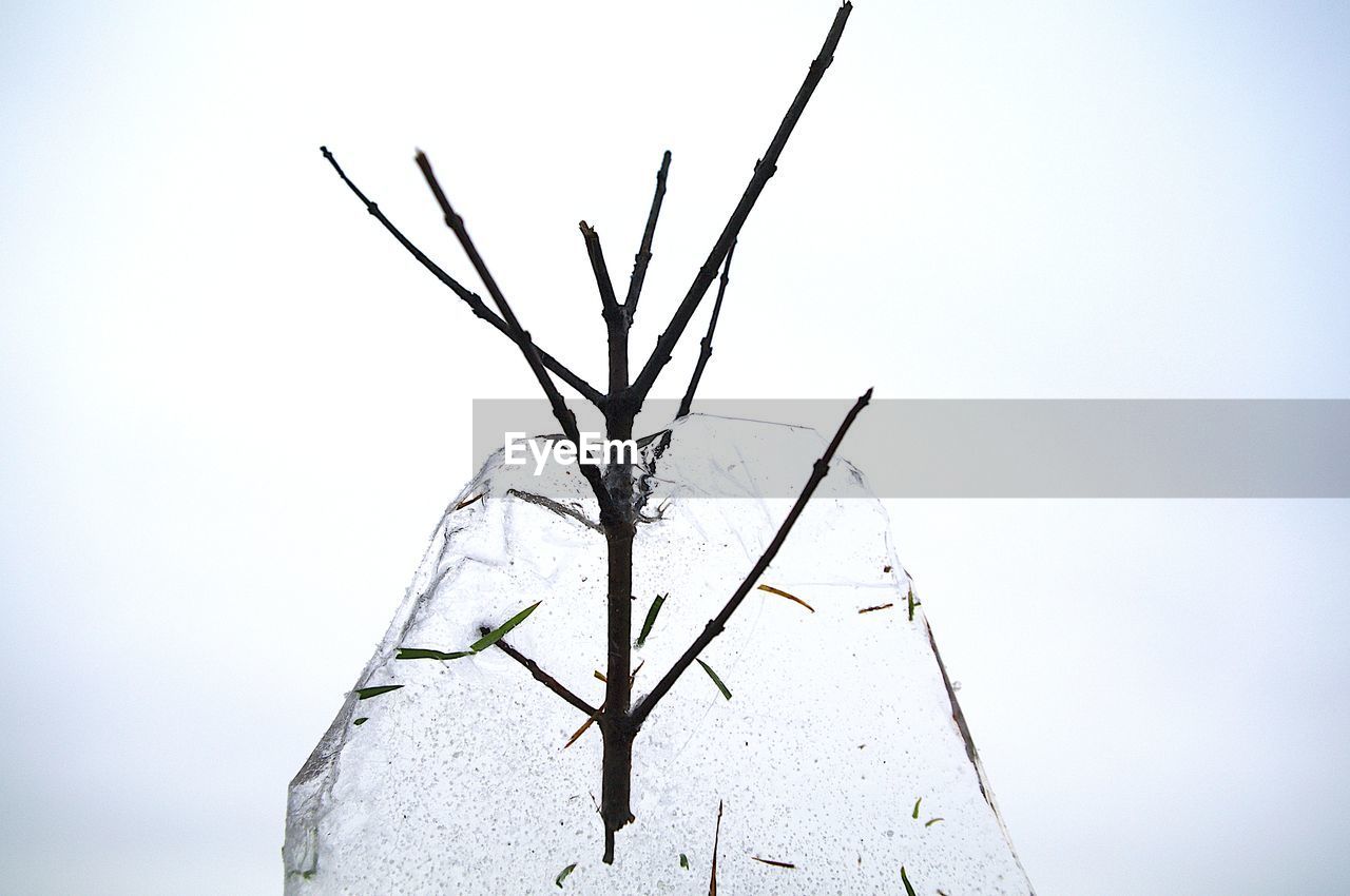 LOW ANGLE VIEW OF TREES AGAINST CLEAR SKY