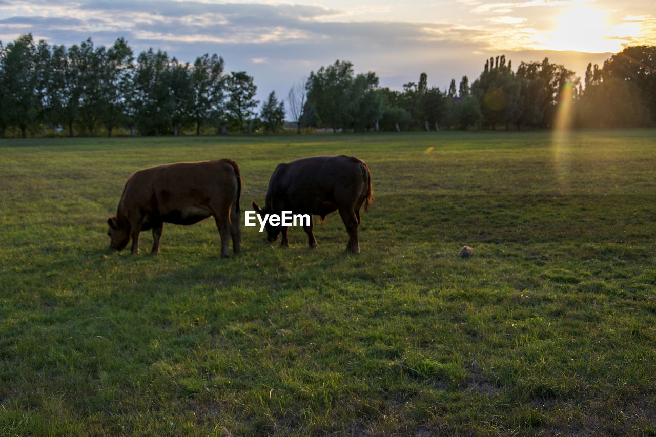 HORSE GRAZING IN A FIELD