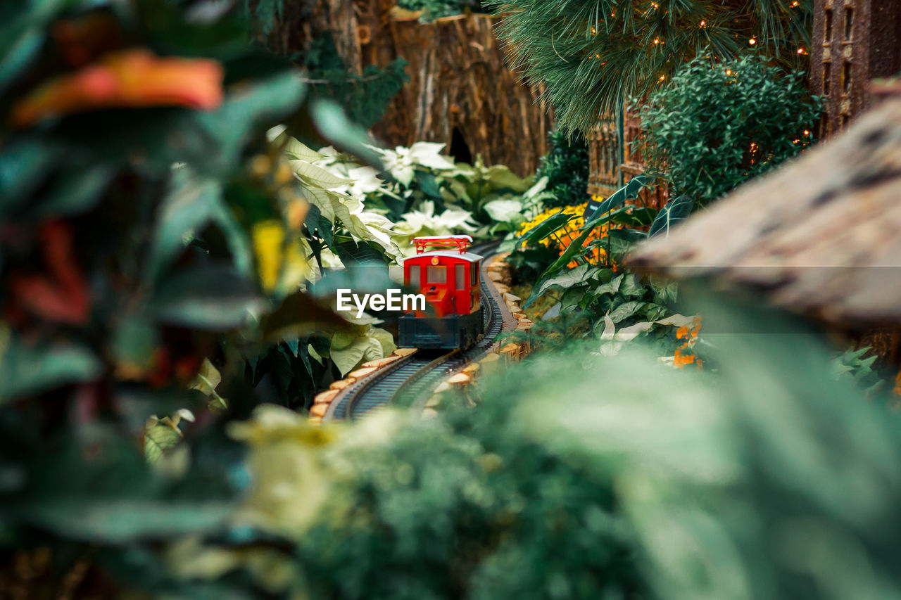 Small red model train in a horticultural christmas display