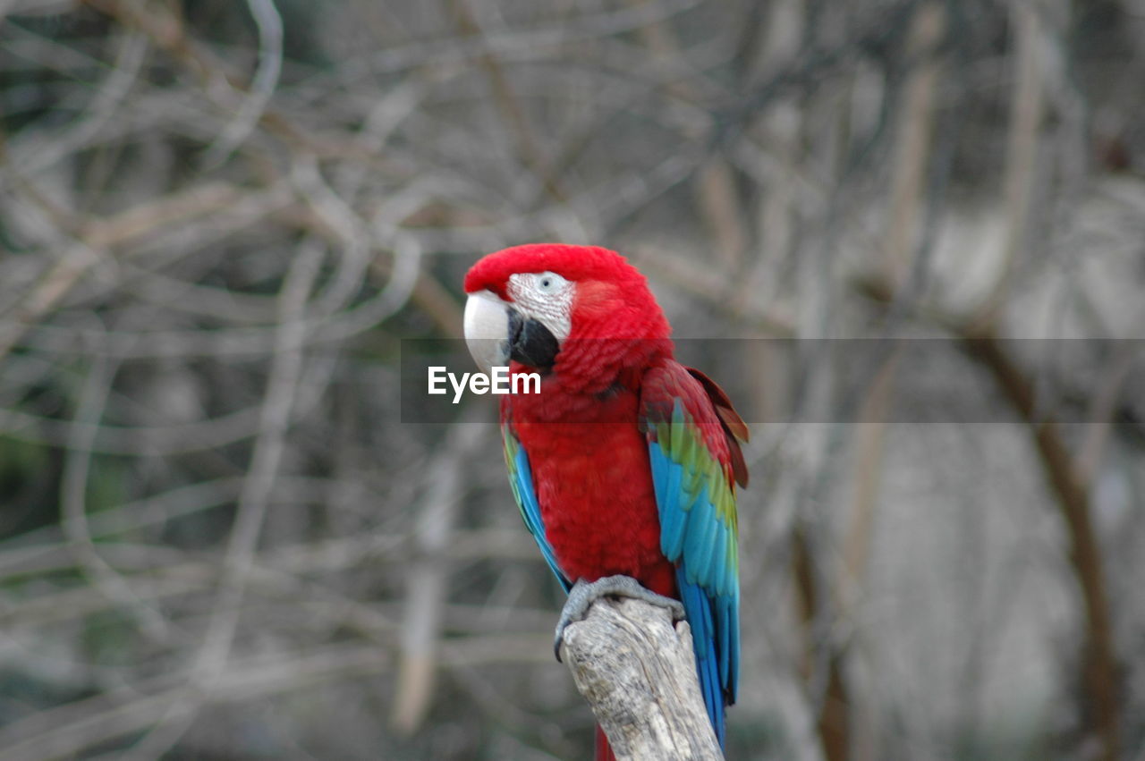 CLOSE-UP OF PARROT PERCHING ON TREE