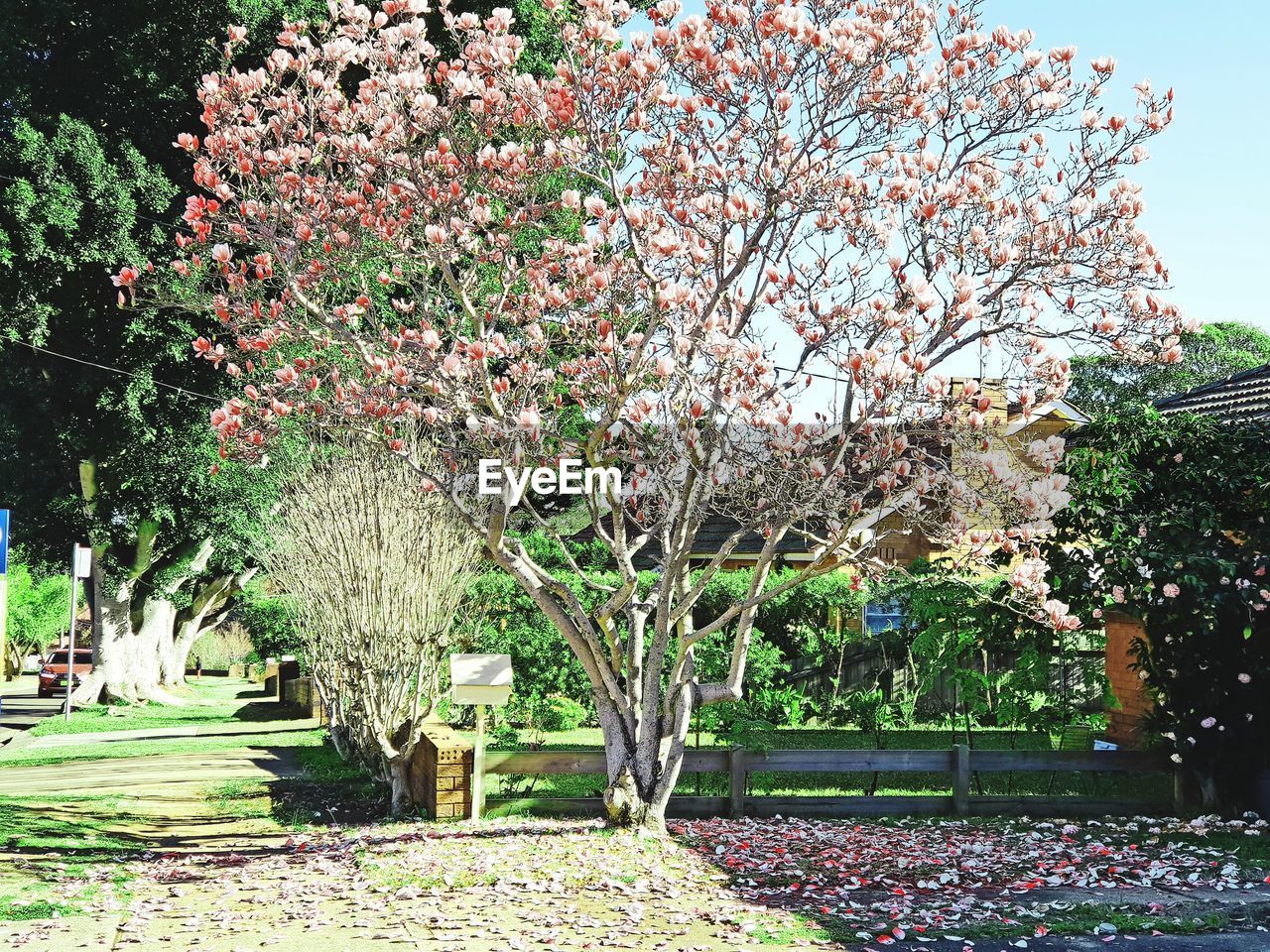 FLOWERING TREE IN PARK