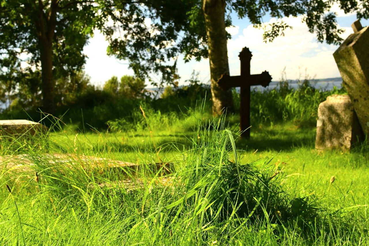 SCENIC VIEW OF FIELD