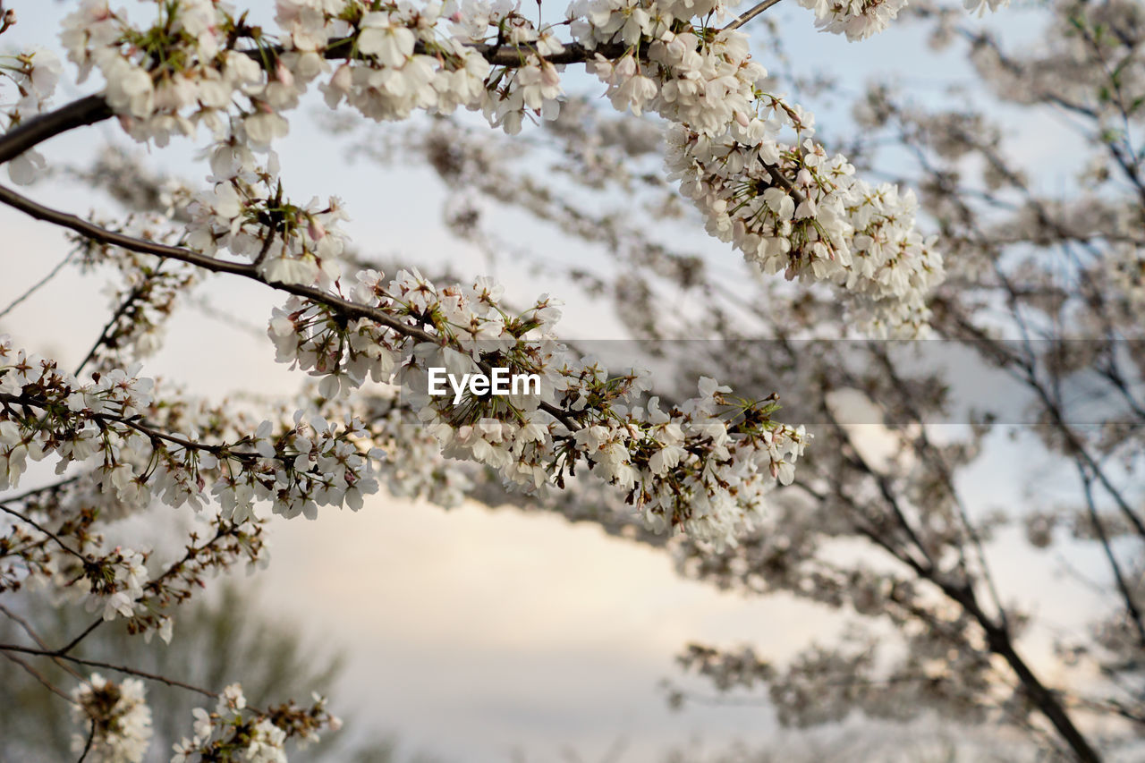 Low angle view of blooming tree