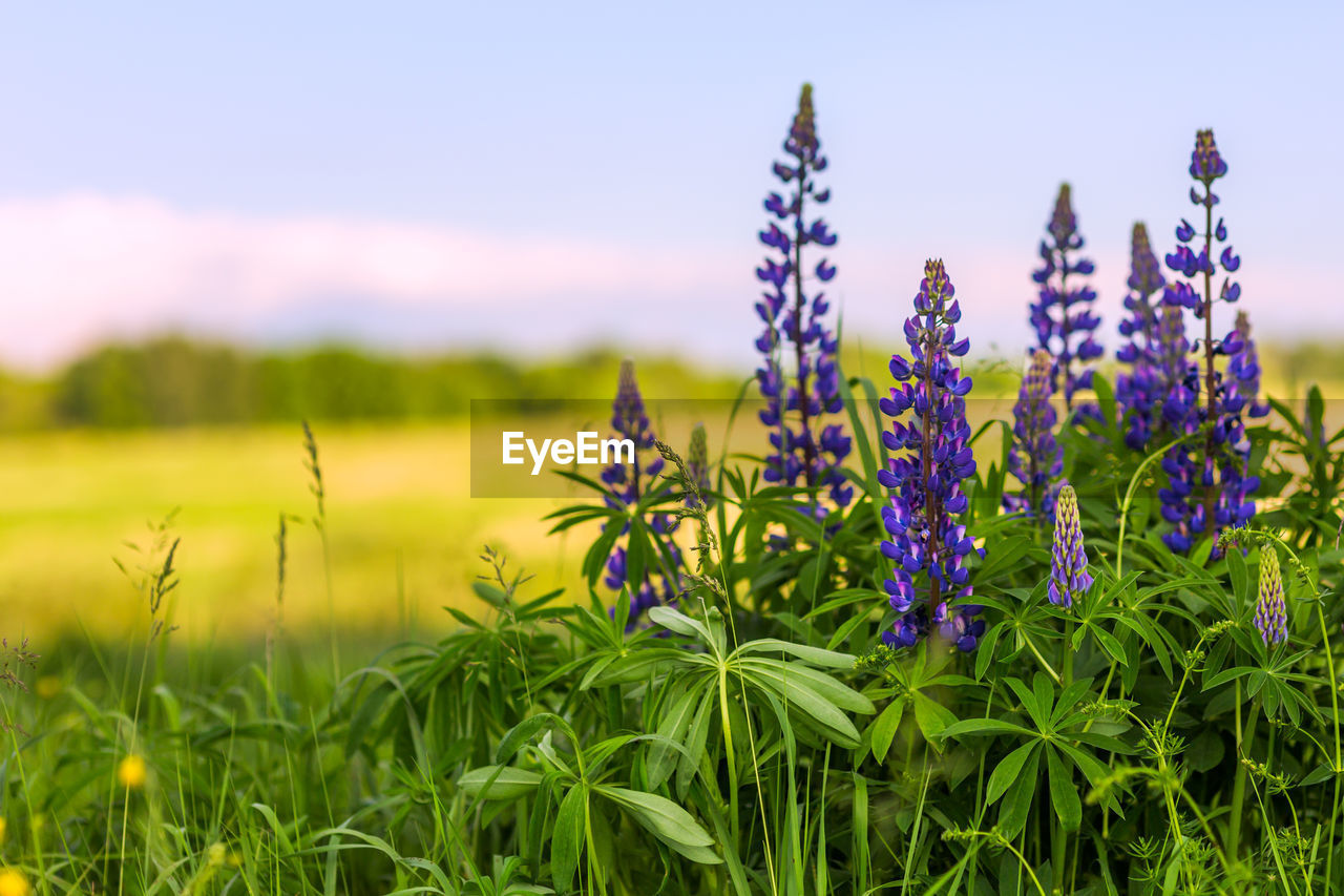 Close-up of purple lupins flowering plants on summer field at sunny day