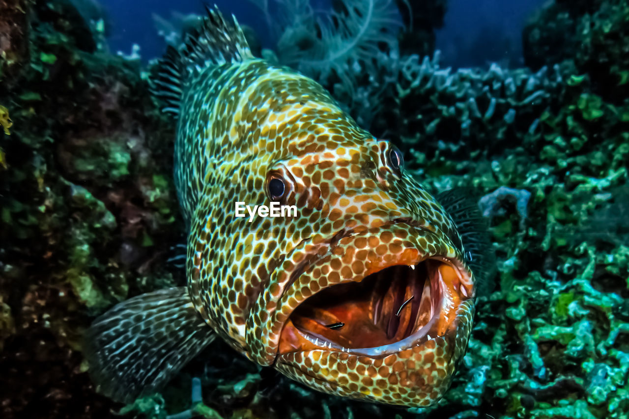 Close-up portrait of grouper swimming in sea