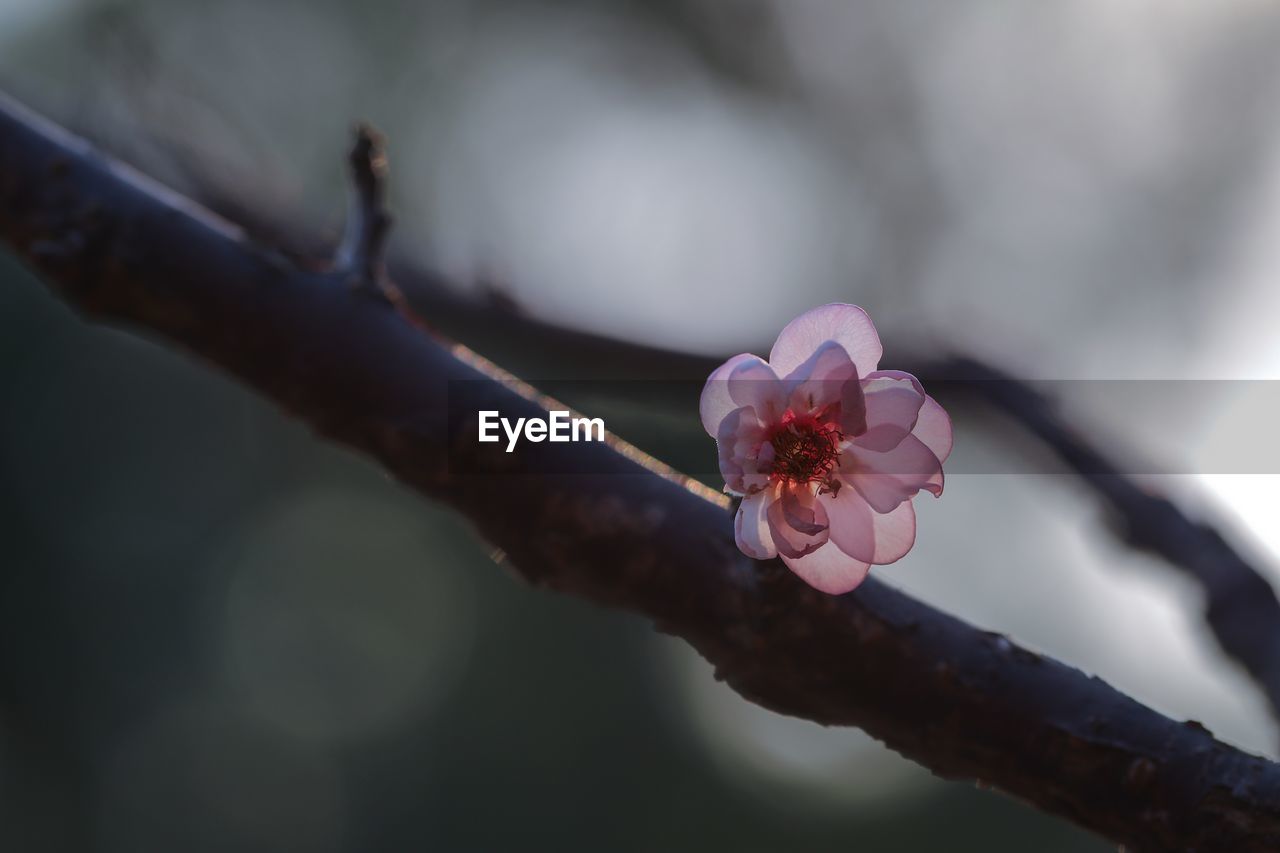 CLOSE-UP OF PINK FLOWER AGAINST BLURRED BACKGROUND