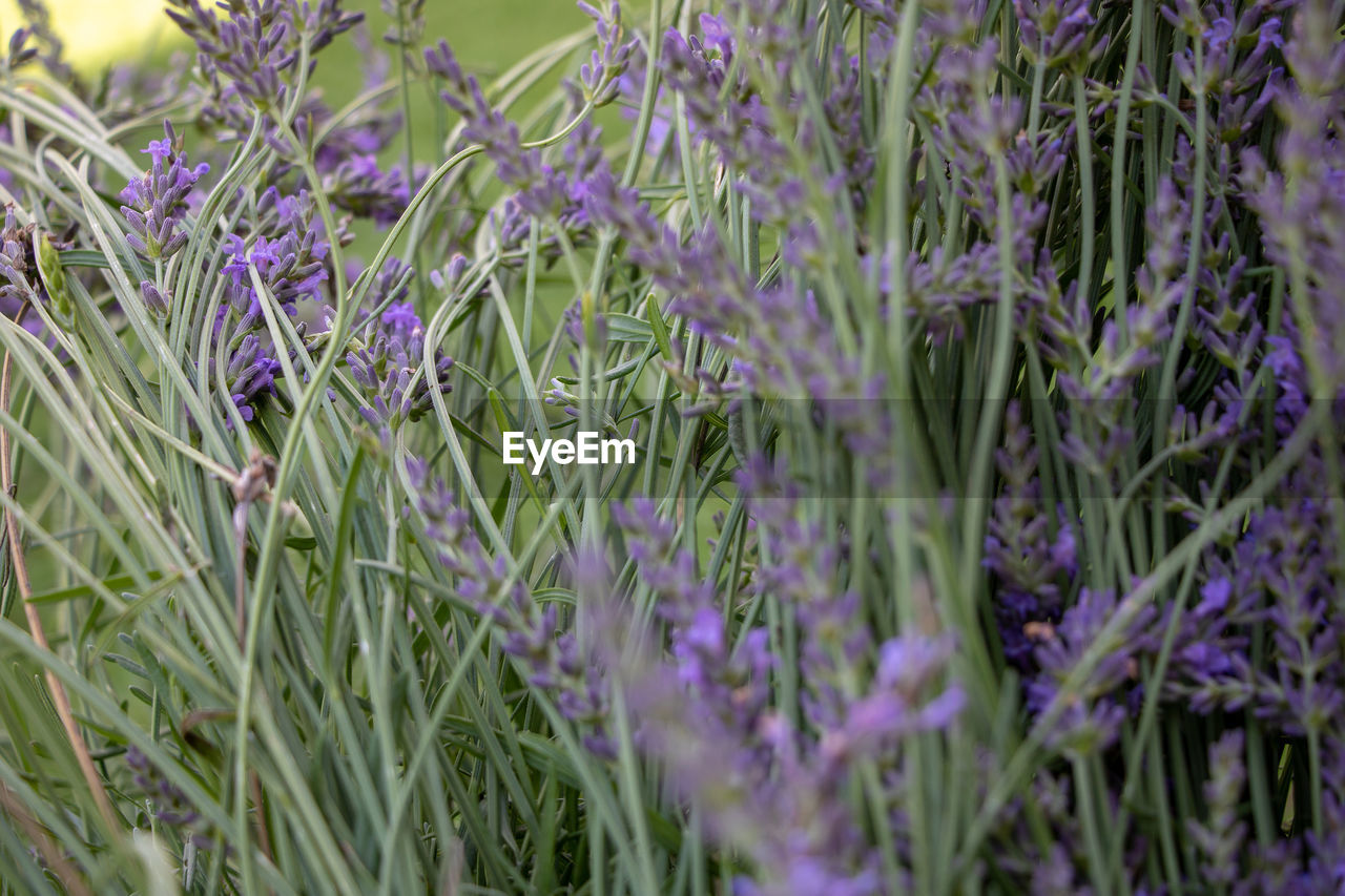 Close-up of purple flowering plants on field