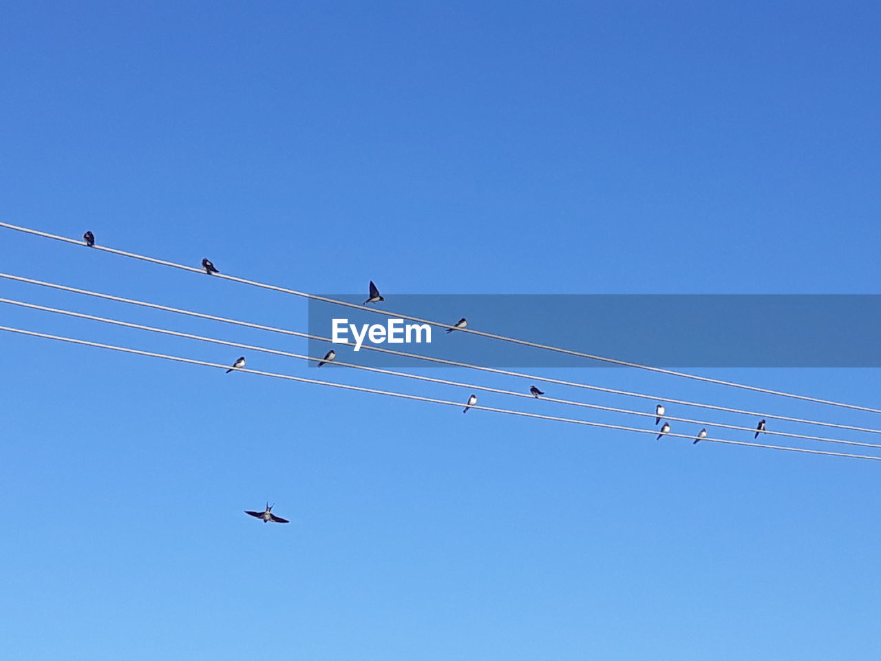 LOW ANGLE VIEW OF BIRDS FLYING IN CLEAR BLUE SKY
