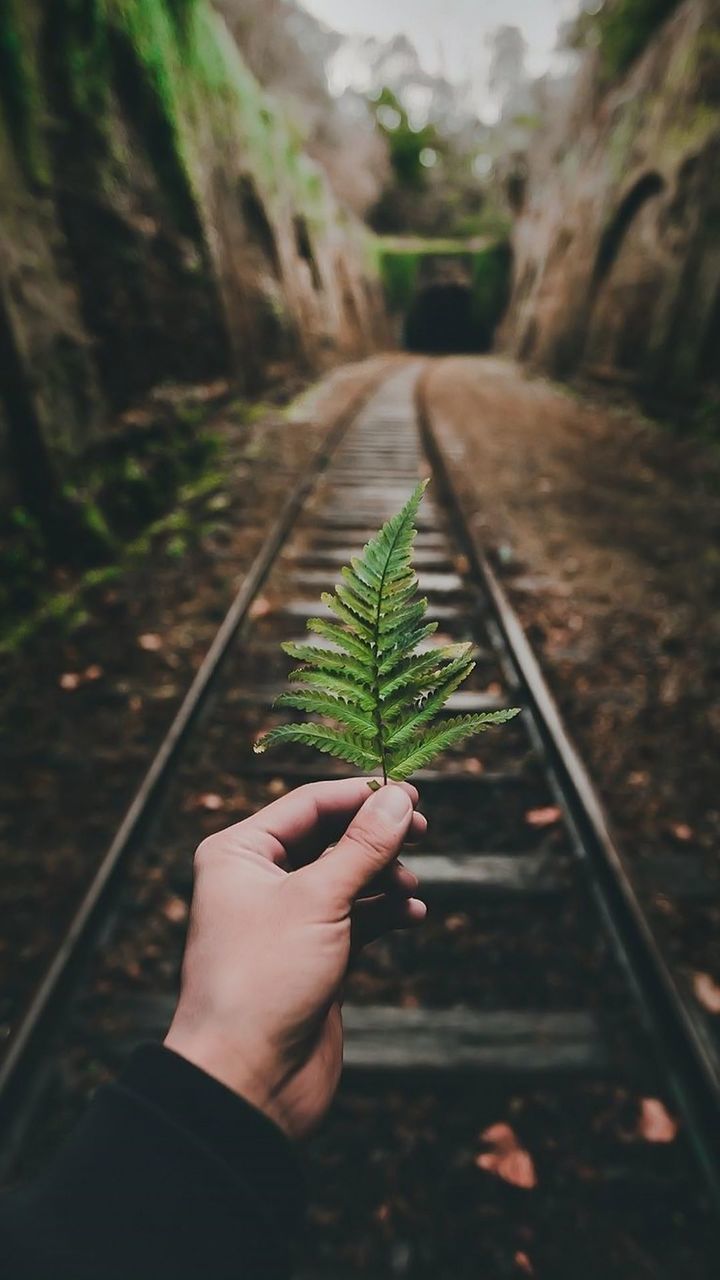 Cropped hand holding fern